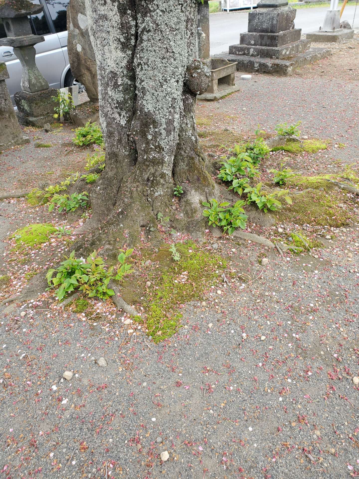 桜の木の下に新芽